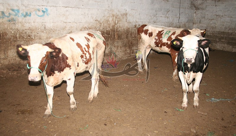 ظهور حالات إصابة بالحمى المالطية وسـط الماشية في عين الدفلى