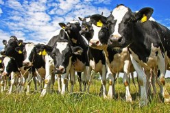 30 ألف بقرة أمريكية لإنهاء أزمة الحليب في 2016