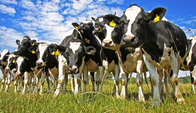 30 ألف بقرة أمريكية لإنهاء أزمة الحليب في 2016