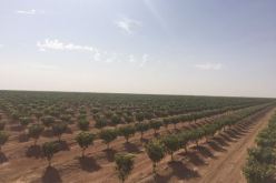 سلال يزور المستثمرة النّموذجية الزراعة لغراسة الزيتون ببلدية سيدي أحمد بسعيدة