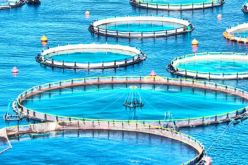 الوكالة الوطنية للصيد البحري ترافق الراغبين في إنشاء جمعيات بمجال تربية المائيات