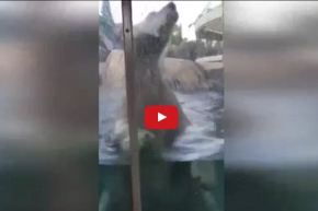 بالفيديو.. دب يحاول إلتهام طفل في حديقة الحيوان