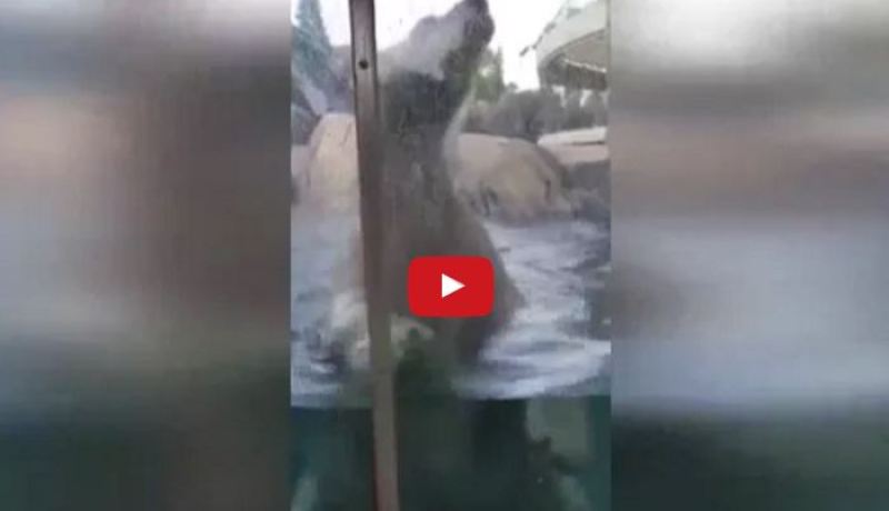 بالفيديو.. دب يحاول إلتهام طفل في حديقة الحيوان