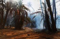 البيض.. نشوب حريق بواحات النخيل ببوسمغون