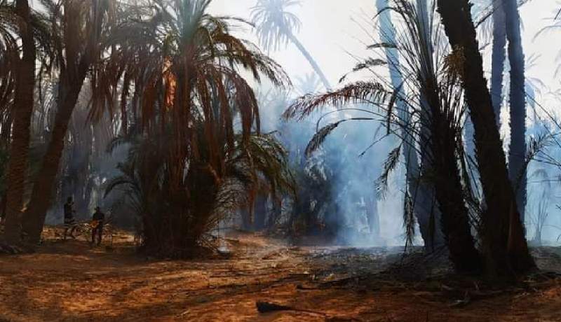 البيض.. نشوب حريق بواحات النخيل ببوسمغون