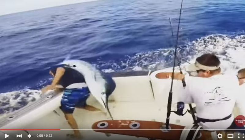 بالفيديو صياد ينجو بأعجوبة من مواجهة مميتة من طرف سمكة أبو السيف