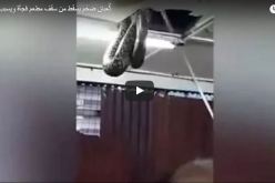 بالصور والفيديو.. سقوط ثُعبان ضخم من سقف مطعم فجأة
