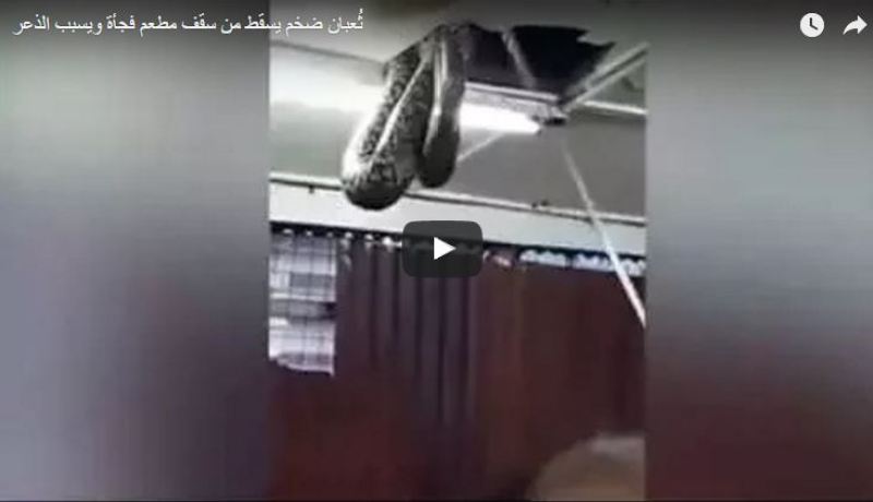 بالصور والفيديو.. سقوط ثُعبان ضخم من سقف مطعم فجأة