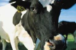 الحمى القلاعية من أخطر الامراض التي تصيب الماشية