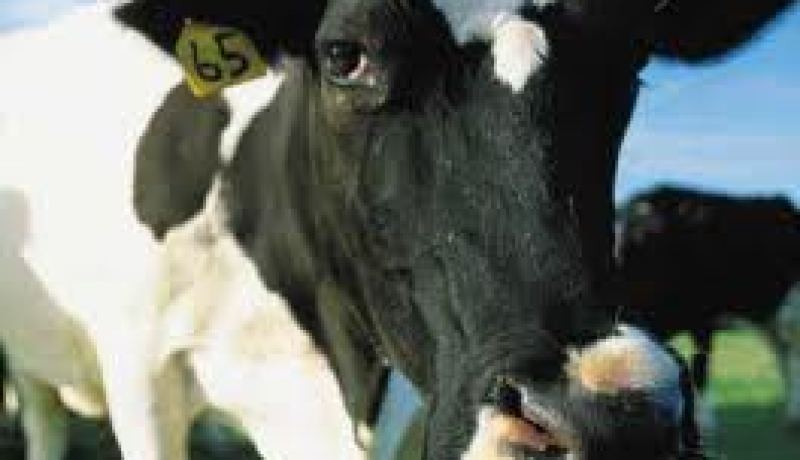 الحمى القلاعية من أخطر الامراض التي تصيب الماشية