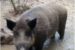 القضاء على أكثر من 550 خنزير بري في حملات الصيد بوهران