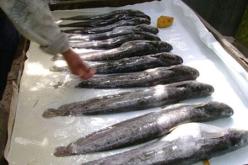 حجز 122 صندوق معبئ بالسمك المستورد وشاحنتين في سوق اهراس