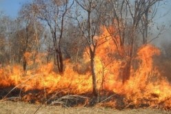 النيران تأتي على قرابة 7 هكتارات من الغابات و الأشجار المثمرة ببرج بوعريريج