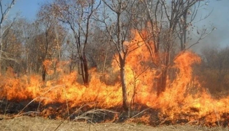 النيران تأتي على قرابة 7 هكتارات من الغابات و الأشجار المثمرة ببرج بوعريريج