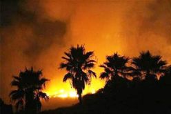 حريق يتلف 25 هكتار من الأشجار المثمرة ببلدية لرجام في تيسمسيلت