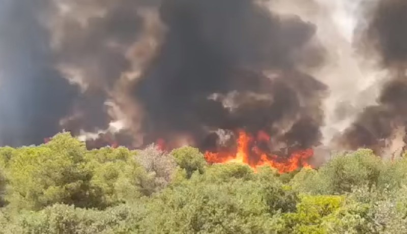 مستغانم : حريق مهـول بغابة ببلديـة الصفصاف
