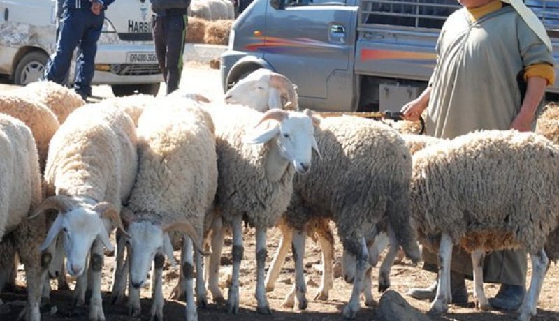 “بطاقة موال” شرطا لاستغلال نقاط بيع الأضاحي المعتمدة