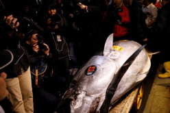 ياباني يدفع 3 مليون دولار لشراء سمكة تونة