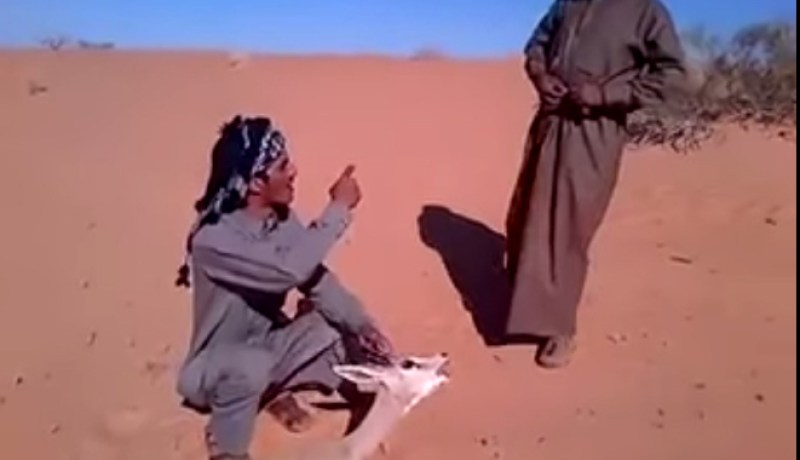 خليجيون يعذبون غزالا في صحراء البيض