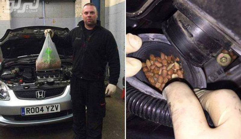 سنجاب يجعل محرك سيارة مخزنا له