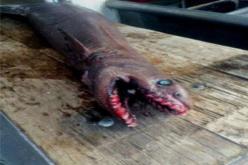 اصطياد قرش يعود تاريخه إلى 80 مليون عام في أستراليا