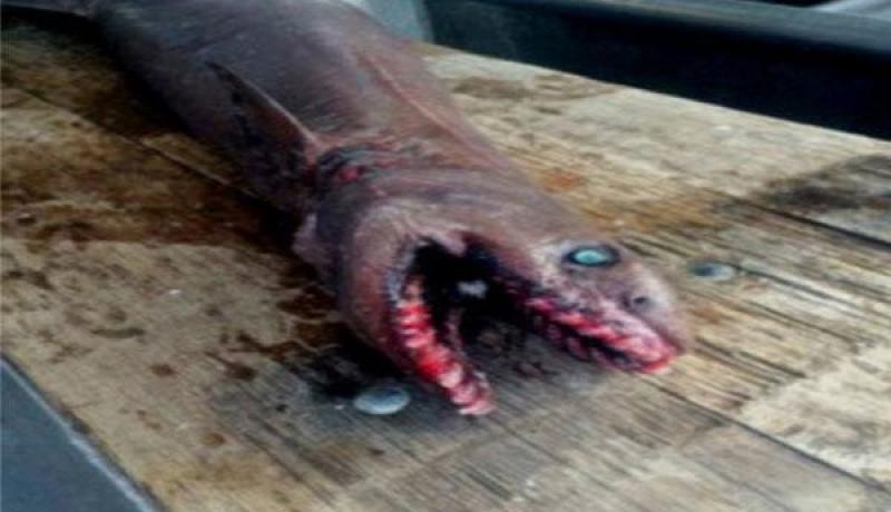 اصطياد قرش يعود تاريخه إلى 80 مليون عام في أستراليا