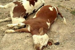 الإشتباه في إصابة المجترات الصغيرة بالحمى القلاعية عبر 7 بؤر بتيارت