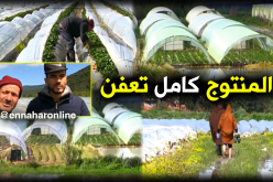 خسائر كبيرة لمنتجي الفراولة بجيجل