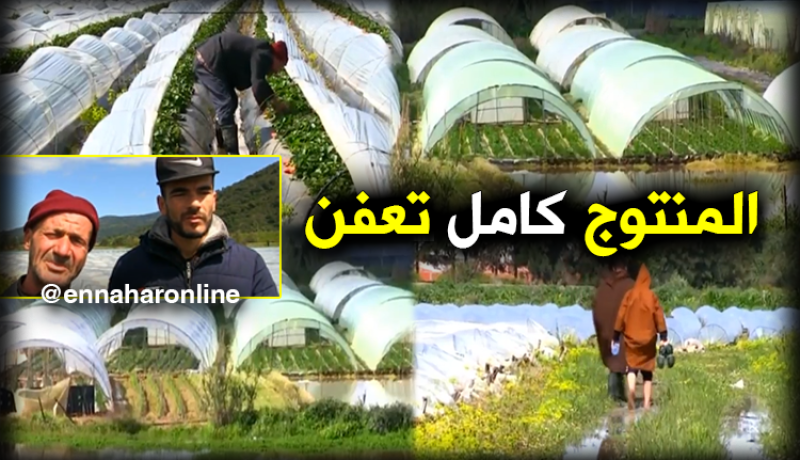 خسائر كبيرة لمنتجي الفراولة بجيجل