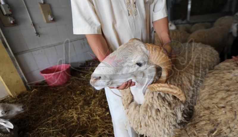 الجزائر تُعلن الجمعة أول يوم عيد الأضحى