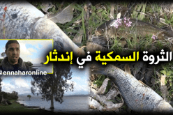 الثروة السمكية مهددة بالزوال بالطارف