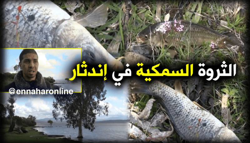 الثروة السمكية مهددة بالزوال بالطارف