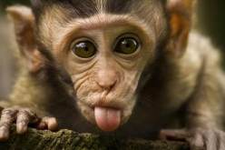 قرد مشاكس يشعل حربا بالأسلحة الثقيلة بين قبيلتين في ليبيا