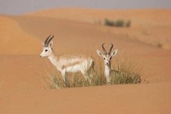 ظاهرة الصيد الجائر بواسطة الدراجات النارية تنتشر في الجزائر