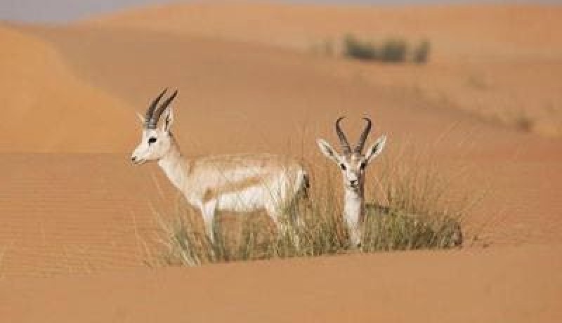 ظاهرة الصيد الجائر بواسطة الدراجات النارية تنتشر في الجزائر