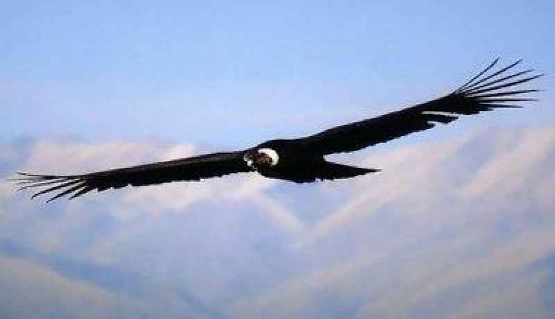 الجزائر: وفاة أكبر كندور معمر في العالم