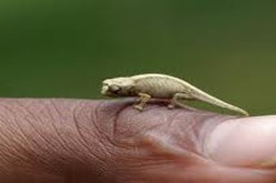 اكتشاف أصغر حرباء في العالم