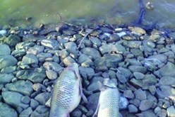 نفوق المئات من الأسماك بسد بواقنون في تيزي وزو