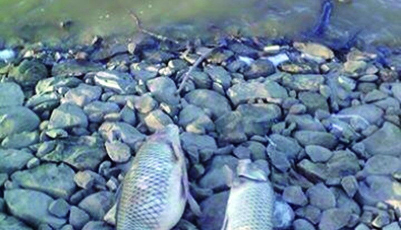 نفوق المئات من الأسماك بسد بواقنون في تيزي وزو