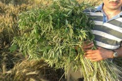 العثور على مزرعة مخدرات في بستان منزل يملكه شيخ بالبليدة!