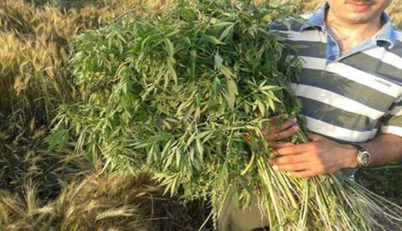 العثور على مزرعة مخدرات في بستان منزل يملكه شيخ بالبليدة!