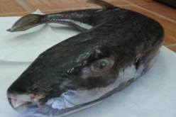 وزارة الصيد البحري تمنع تسويق وإستهلاك السمك – الأرنب بسبب كمية السم الذي يحملها