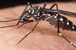 اكتشاف نوع من البعوض قادر على نقل مرض فيروس غرب النيل