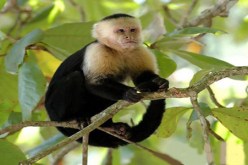 النبيذ لتدفئة القرود في روسيا