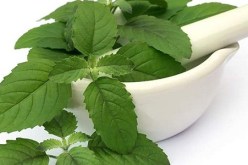 تعرف على فوائد عشبة الريحان المذكورة في القرآن