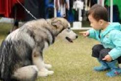 هرمون يزيد علاقة البشر بالكلاب