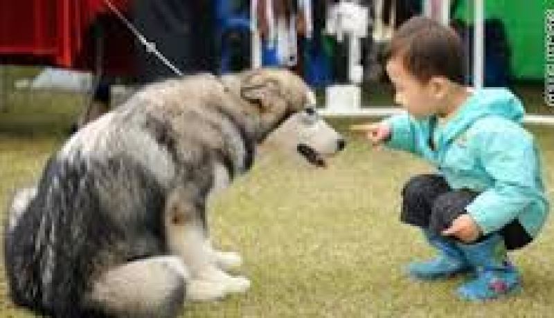 هرمون يزيد علاقة البشر بالكلاب