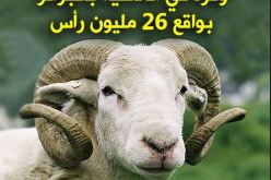 عليوي.. كبش العيد لن يتجاوز 40 ألف دج هذا العام
