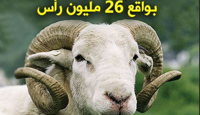 عليوي.. كبش العيد لن يتجاوز 40 ألف دج هذا العام