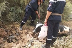 الشلف: إنقاذ عجل سقط في الوحل بوادي بحي الزمول بوادي الفضة